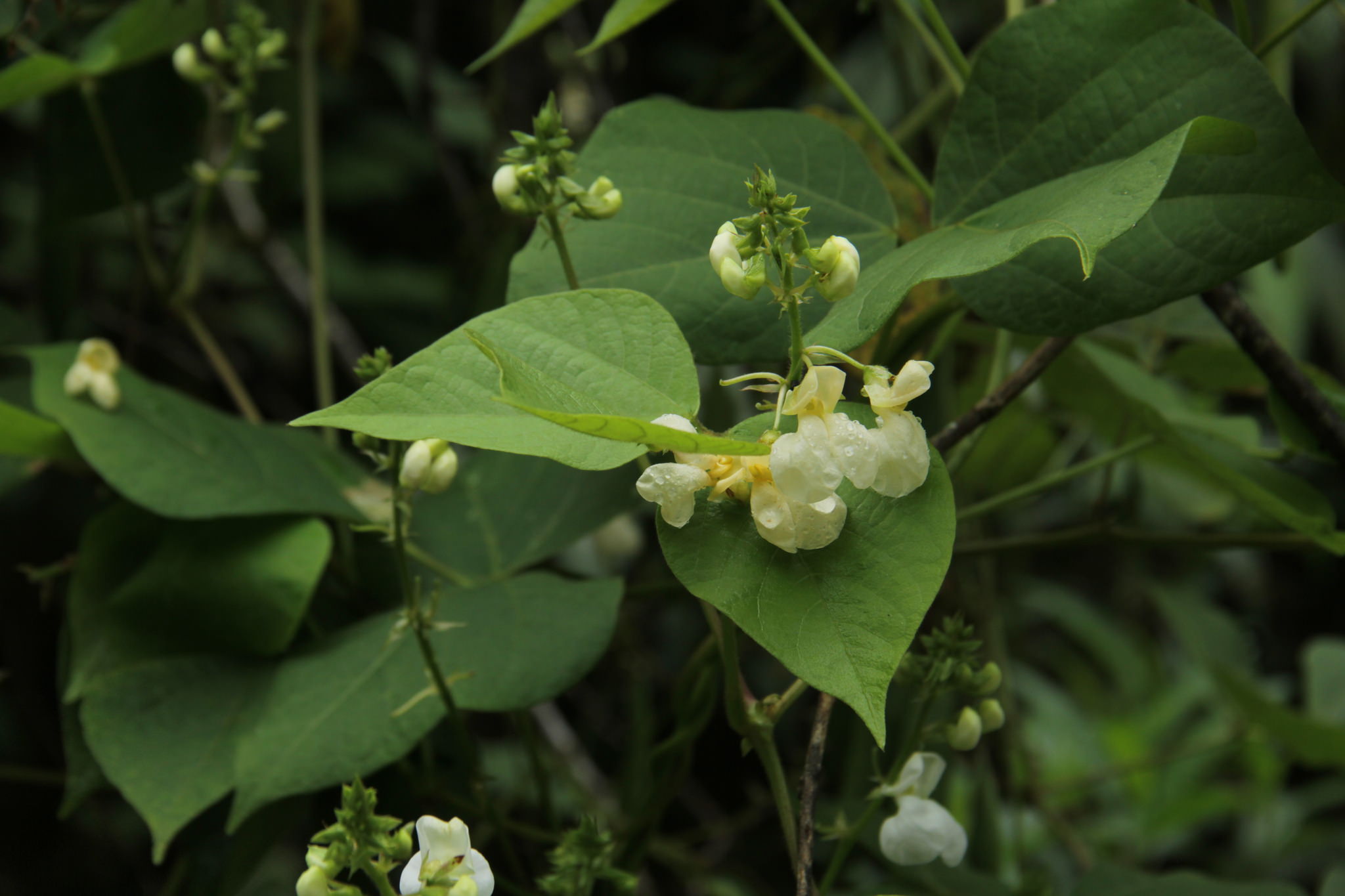 Phaseolus dumosus